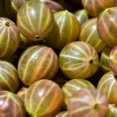 AMLA Power